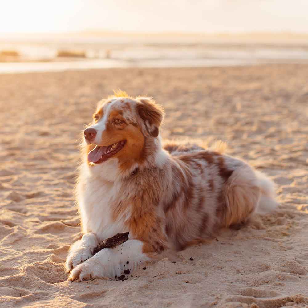 The Best Off-Leash, Dog-Friendly Beaches in the South and Mid-Atlantic