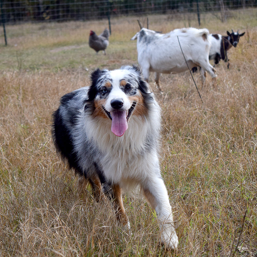 Containing an Escape Artist Aussie