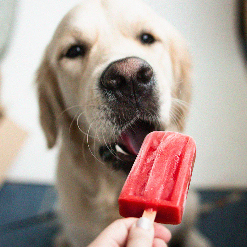 4 Dog Treats to Keep Your Pup Cool in the Summer Heat