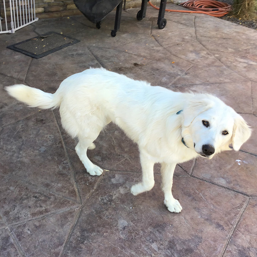 Maremma Sheepdog Reilly now has freedom to protect, and her owner has peace of mind.