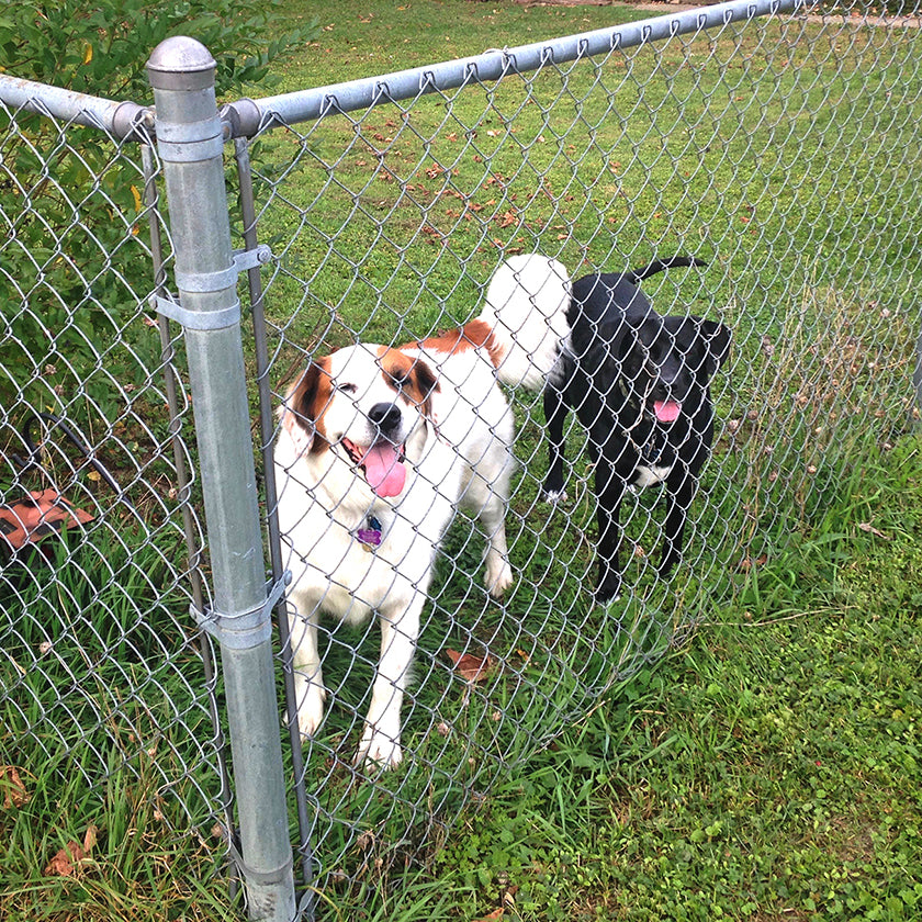 Dogs in a yard with a chain link fence