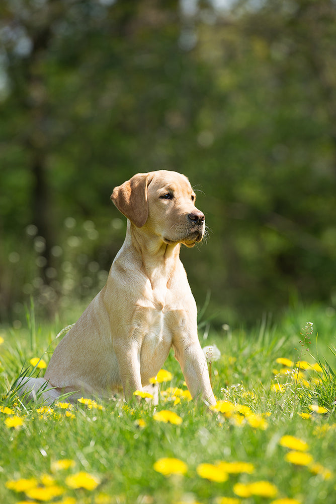 Dog Focus Training: Teach Your Pup to Ignore Outdoor Distractions
