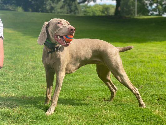 Dog with SpotOn dog collar.
