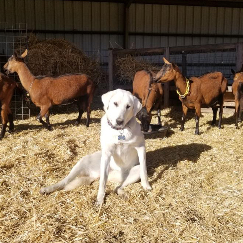 The freedom to protect her goats, with virtual boundaries to prevent her wandering.