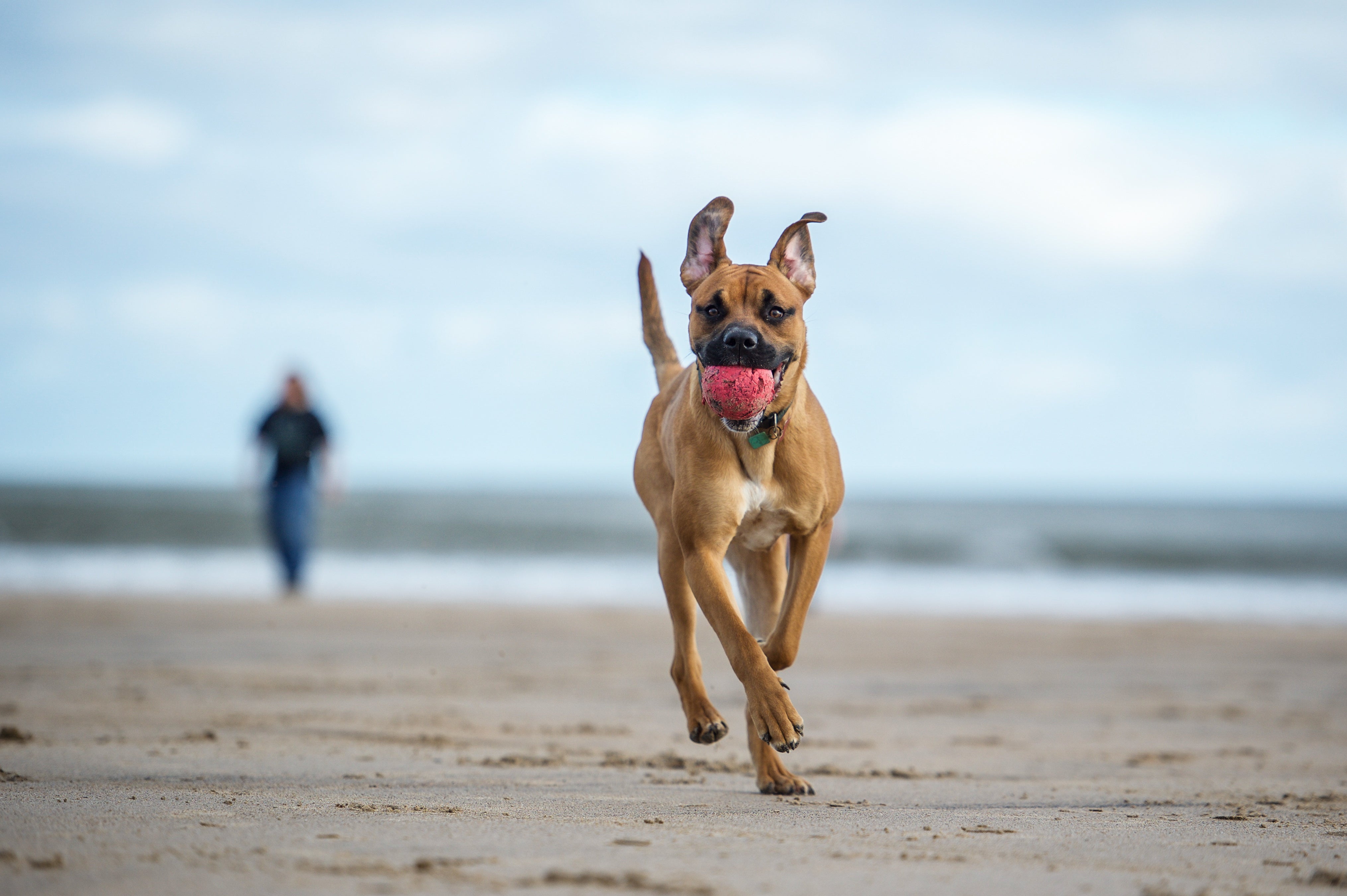 5 Off-Leash Dog-Friendly Beaches in New England