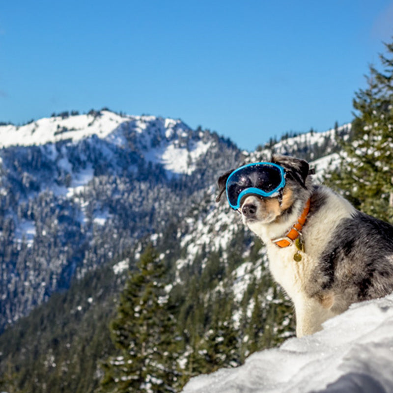 Don't Hibernate: How to Safely Hike With Your Dog This Winter
