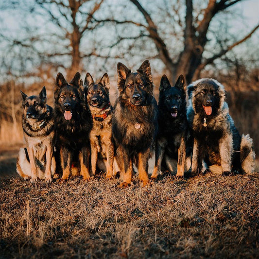 Typical dog trackers fell short, so this 20 acre property owner chose SpotOn