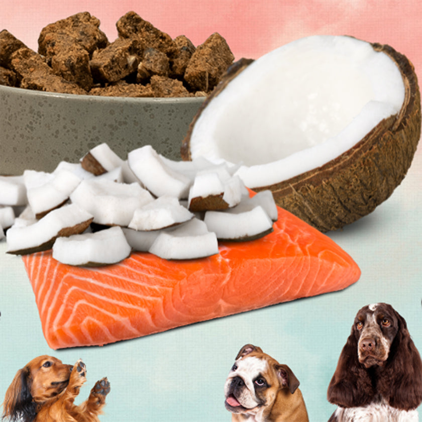 The Surprising Link Between Your Dog's Inflammation and Gut Health—Can Cocomega Fats Help?