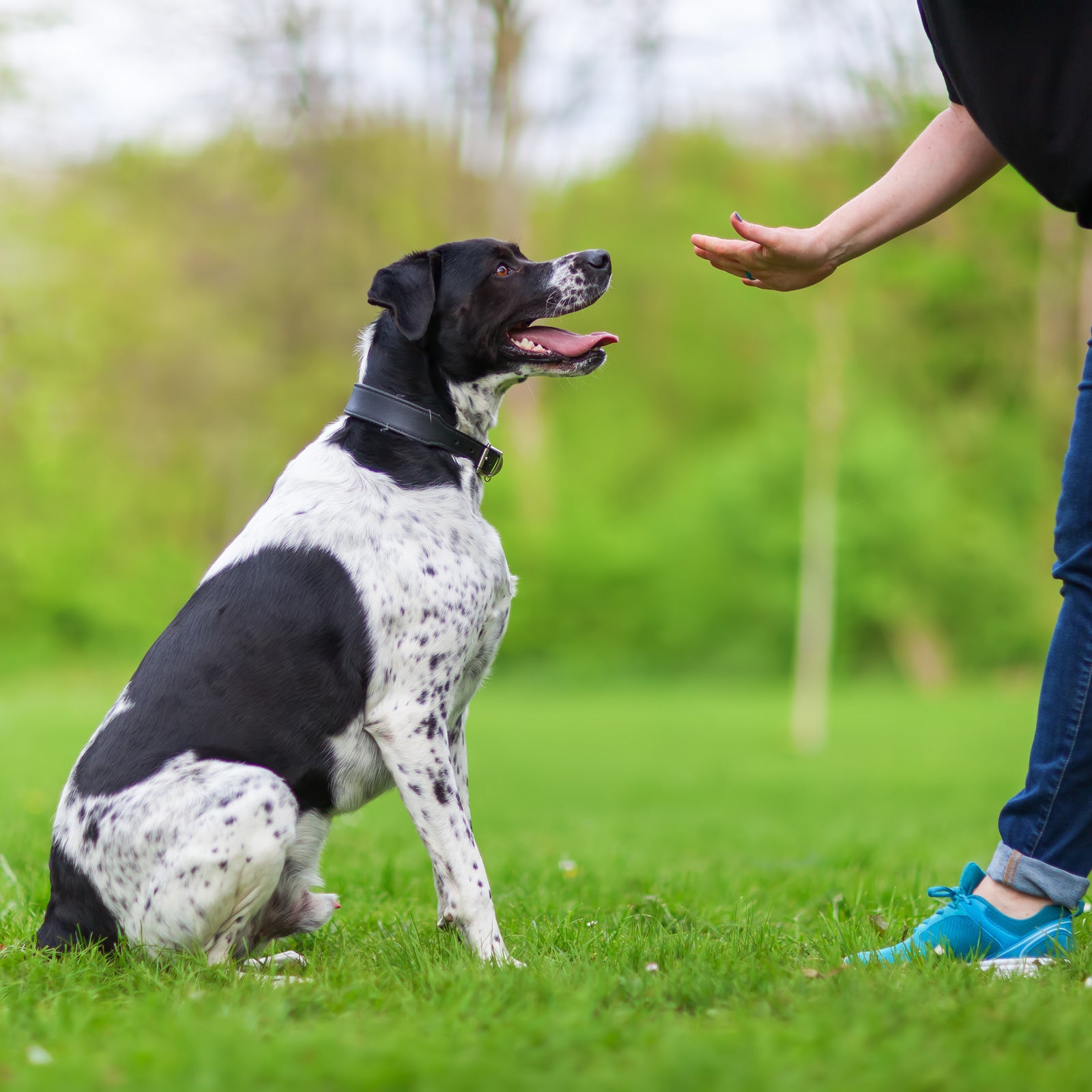 4 Easy Dog Training Tips and Tricks for Beginners