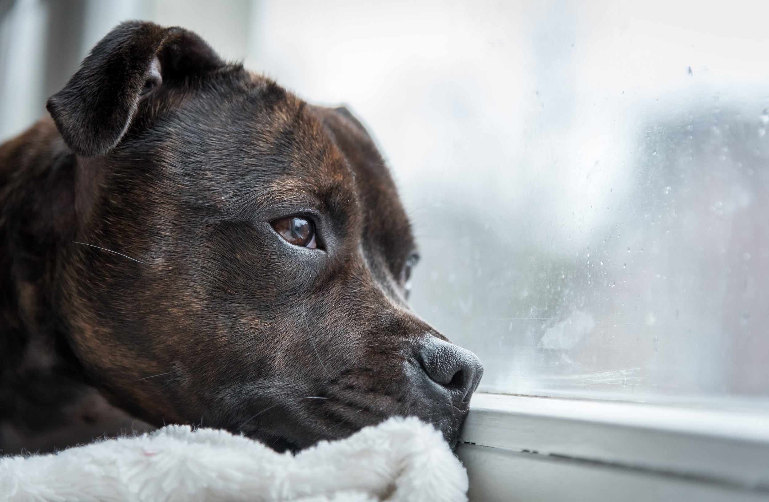Preventing Separation Anxiety in Dogs: Causes, Signs, & Tips