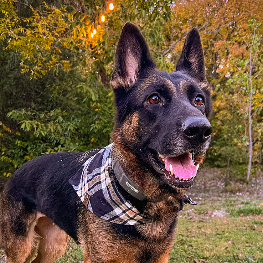 Dog with a SpotOn collar