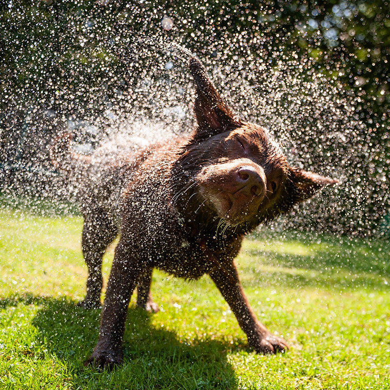 Dog Summer Safety Tips to Keep Your Pup Healthy