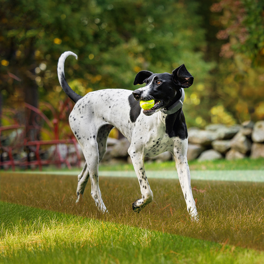 How SpotOn GPS Dog Fence Boundaries Work – and How to Reinforce Them Anywhere