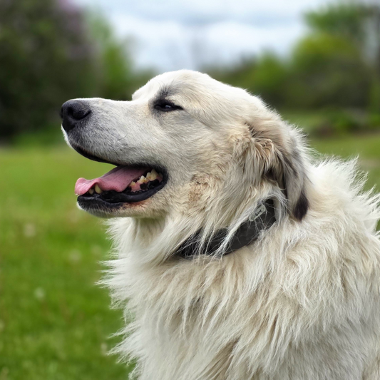 Why This Farmer Swears by the SpotOn GPS Dog Fence for Her Livestock Guardian Dogs