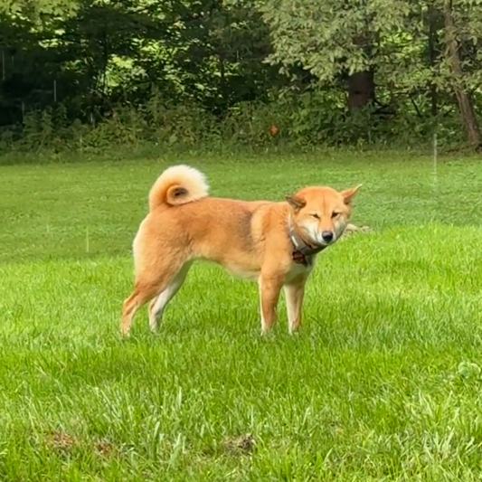 How One Dog Owner’s Research Led Him to the Best GPS Fence for Escape-Prone Dogs: Logan’s Story