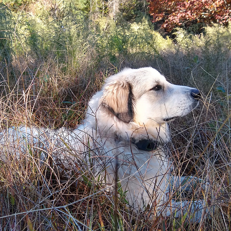 Great Pyrenees' GPS Fence Offers 100+ Wooded Acres of Freedom: Ursa's Story