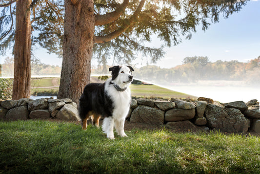 Dog contained within a virtual fence.