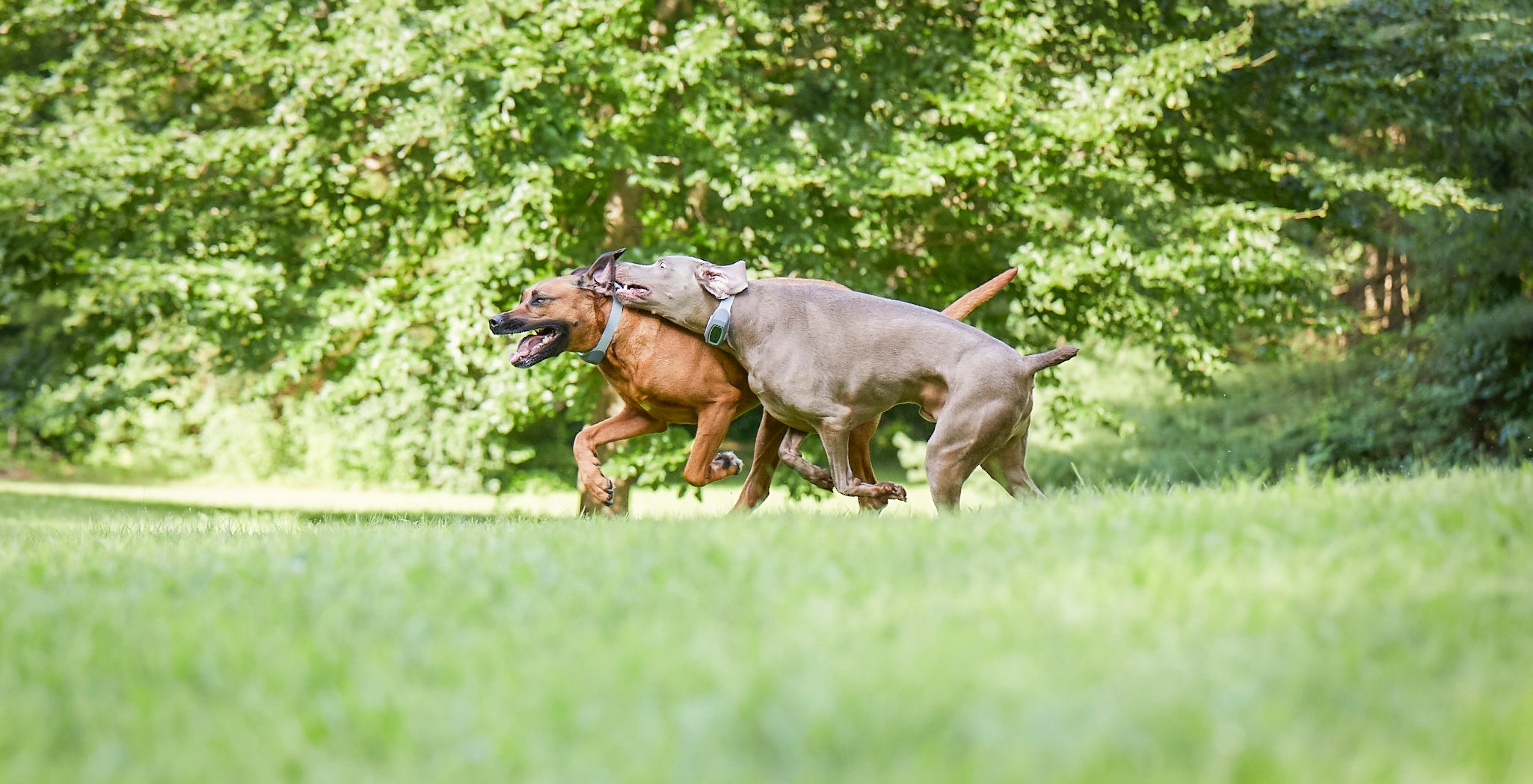 Ask the Expert: Training 2+ Dogs to Use the SpotOn System and More