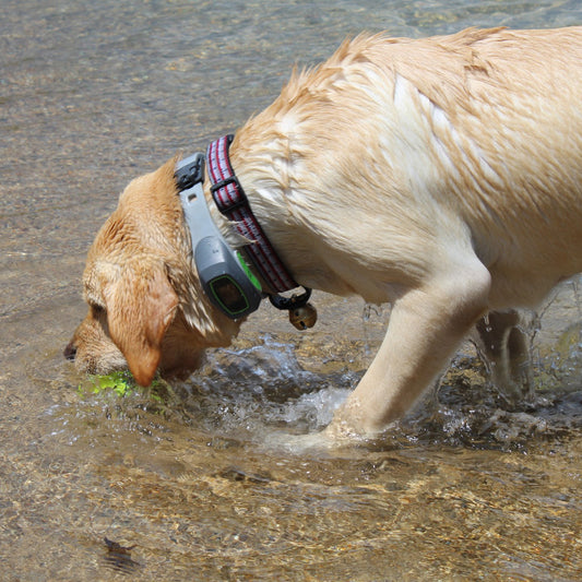 Lakeside Adventures for this Lab: Winni's Story