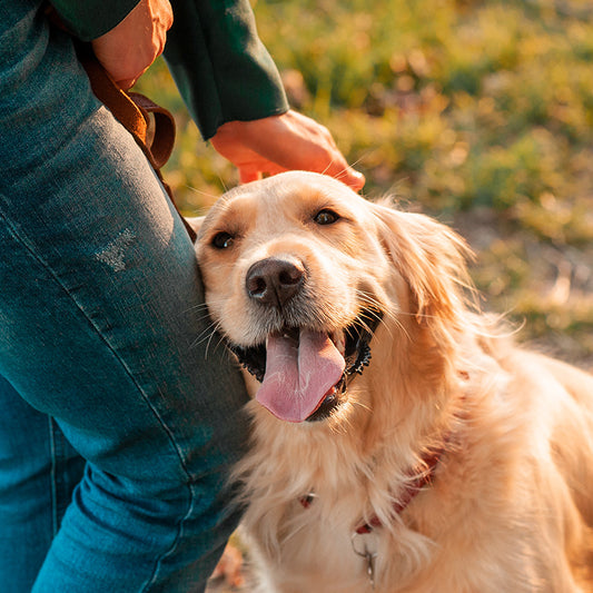 Dog Love Language Quiz: Find Your Dogs Love Language