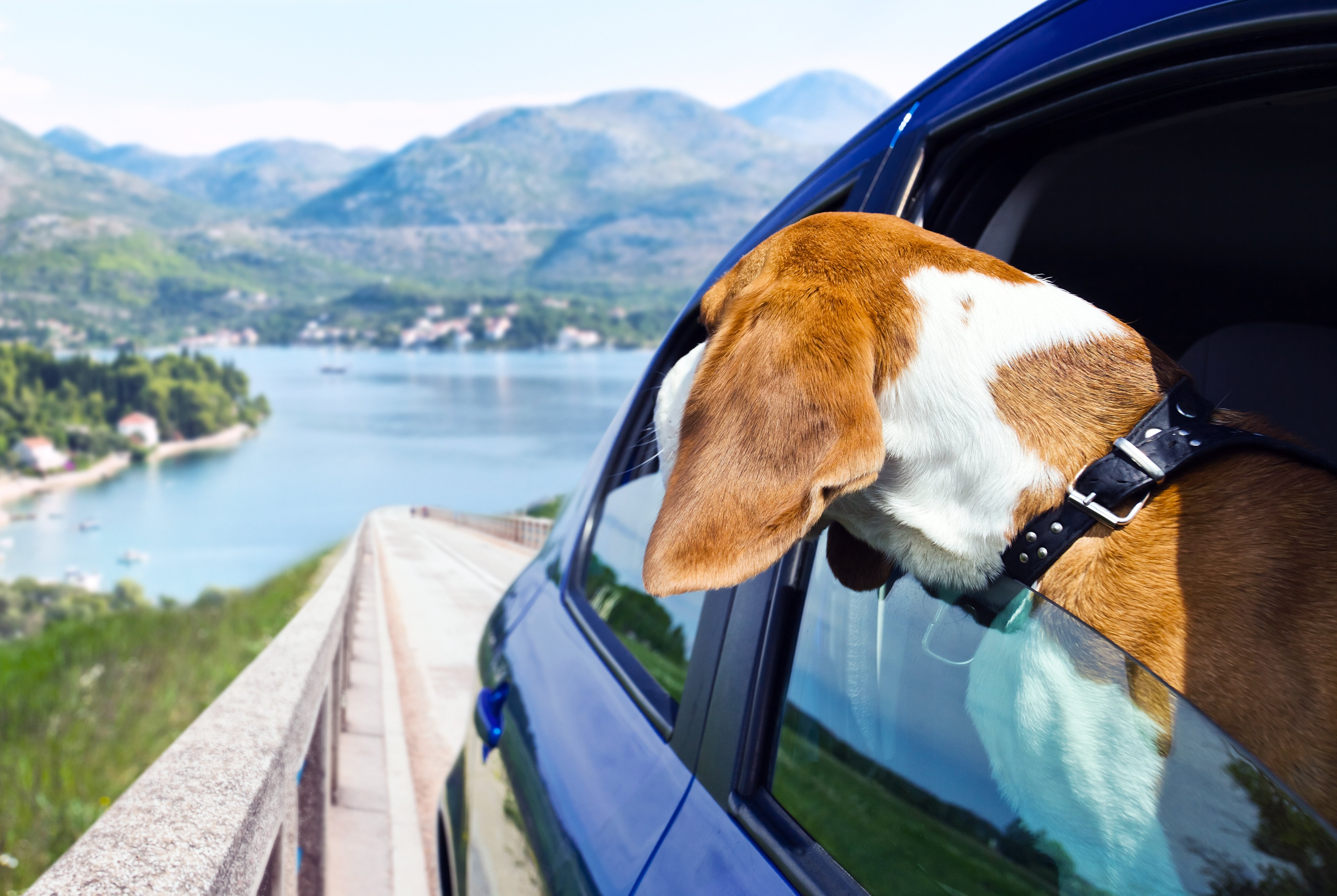 7 Tips for Safe Holiday Travel with Your Dog