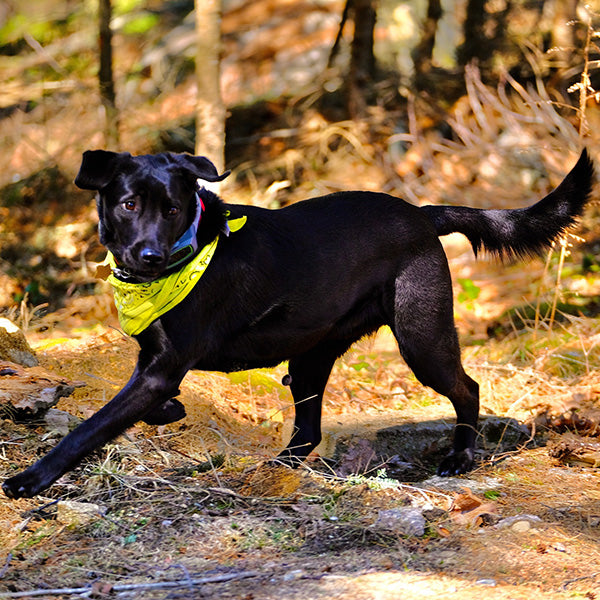 3.5 Acres of Woodland Adventure for this Lab/Keeshond Mix: Bean's Story