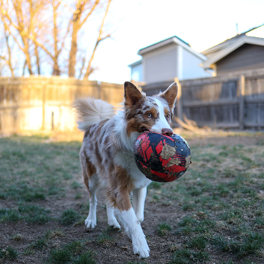 Dog playing in yard with wood fence