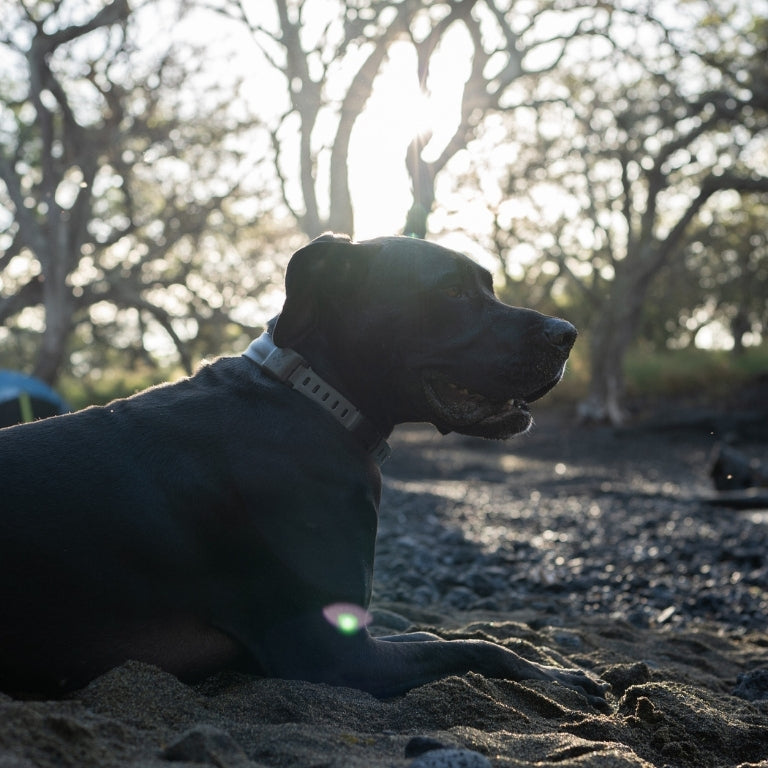 Dog camping off-grid.