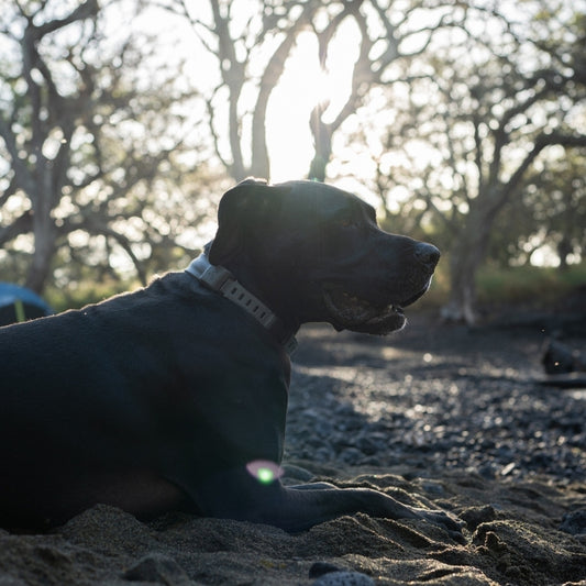 Dog camping off-grid.