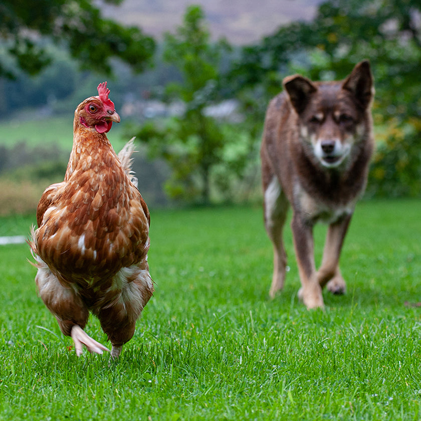 Dog with prey drive walking behind a chicken.