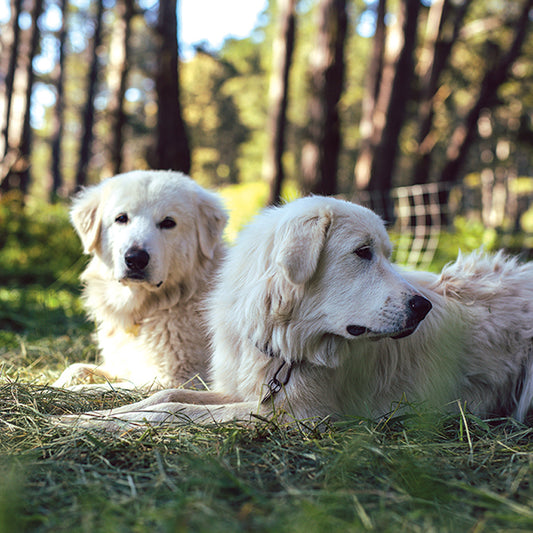 Livestock Guardian Dogs: Breed Information and Training Tips