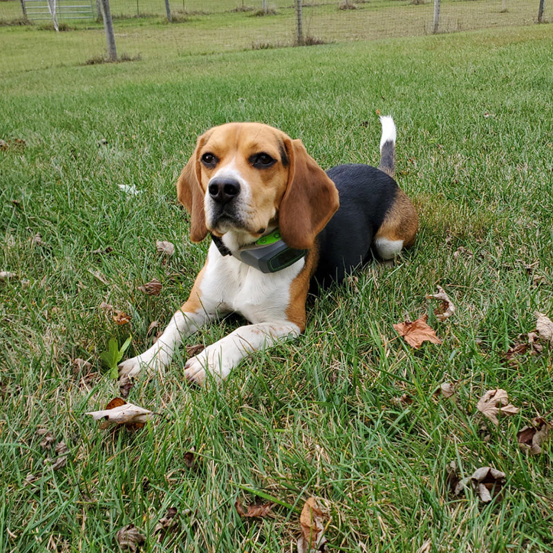5.5 Acres of Freedom for This Beagle Pup: Cooper's Story