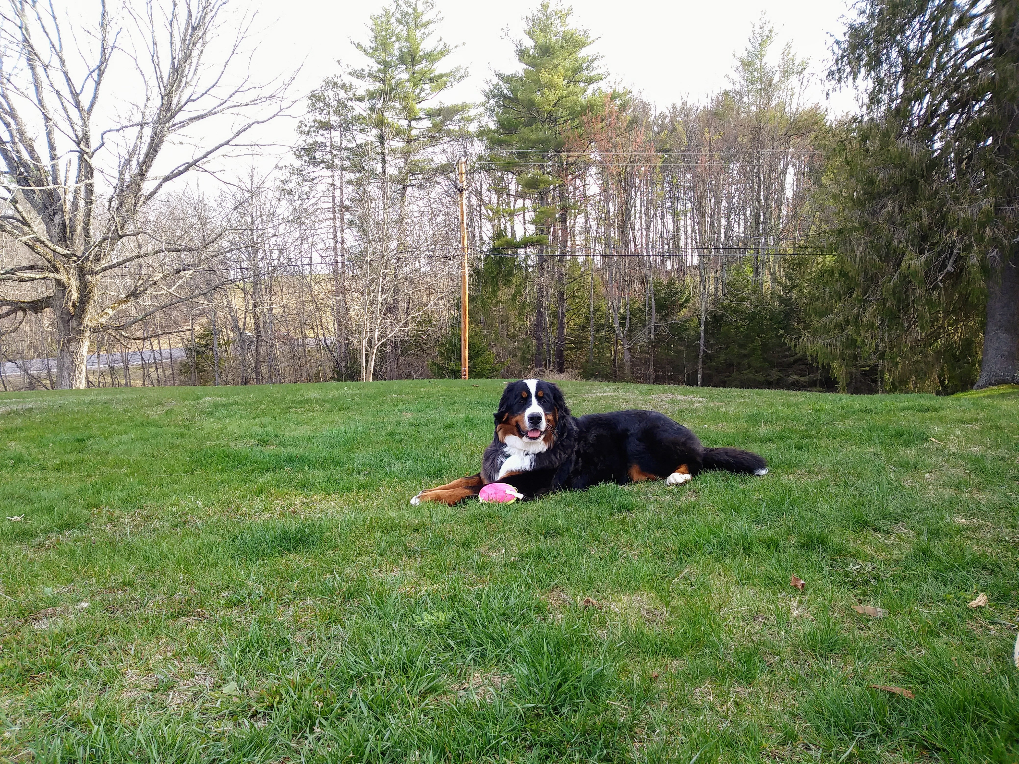 9 Acres for this Bernese Mountain Dog to Explore: Lily Mae’s Story