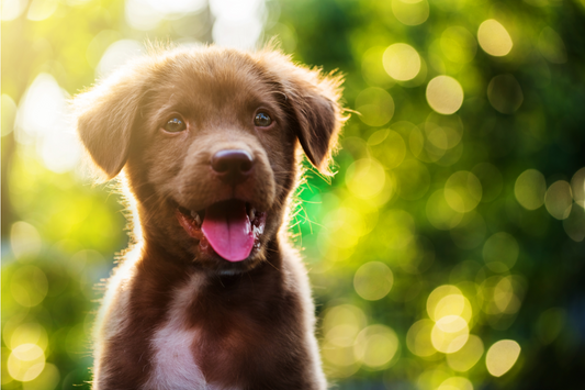 Puppy outdoors.