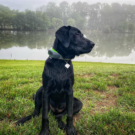 13 Acres of Farm Life Freedom for this Lab: Teach's Story