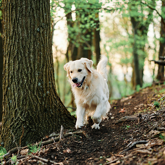 Squirrel! Foolproof way to keep your new dog from running away