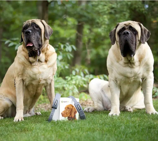 Containing Bull Mastiffs on 7 Acres: Big Dog Mom Review