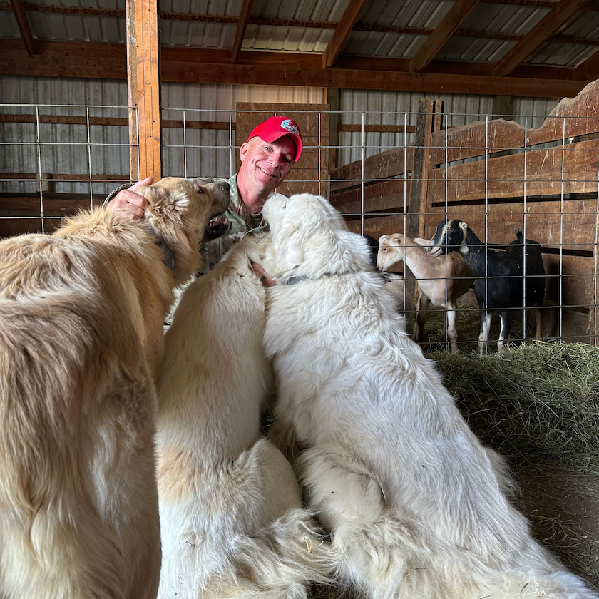 Farmer with three large livestock guardian dogs using SpotOn collars