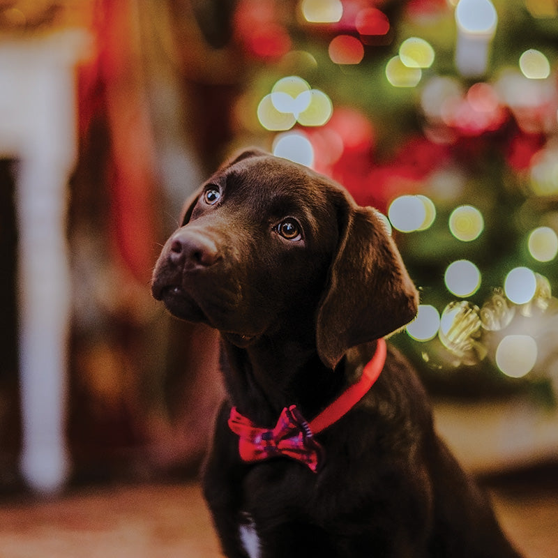 Teach your Christmas puppy the 8 essential skills he needs to know
