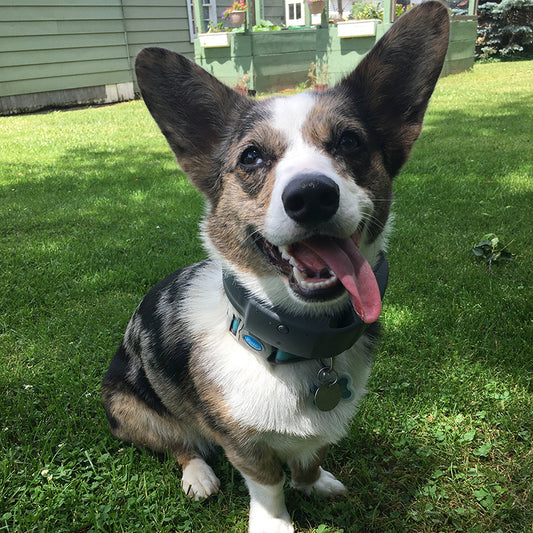 How This Corgi Found Freedom on 11 Acres: Ida's Story