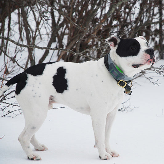 70 Acres Unleashed: Sherman, Dewey, Poppi, and Gidget's Story