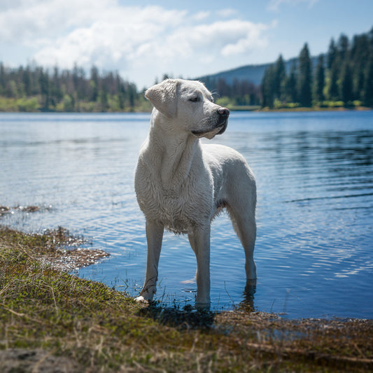 Does Dog Breed Affect Behavior? Part Two:Training with Your Dog Based on their Personality