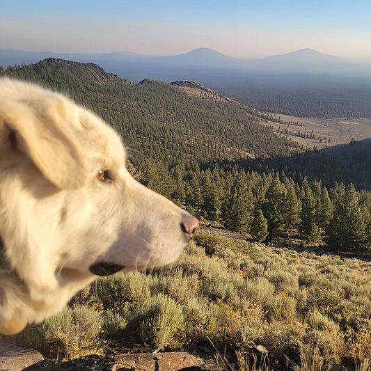 This LGD has Freedom to Patrol and Protect: Roscoe's Story