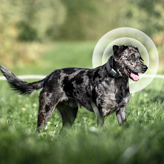 Top 5 Considerations for Choosing a Wireless Dog Fence