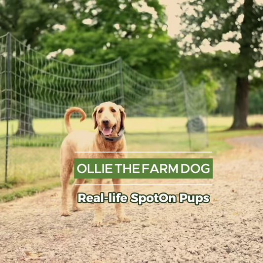 Ollie the Farm Dog, a real-life SpotOn Pup.