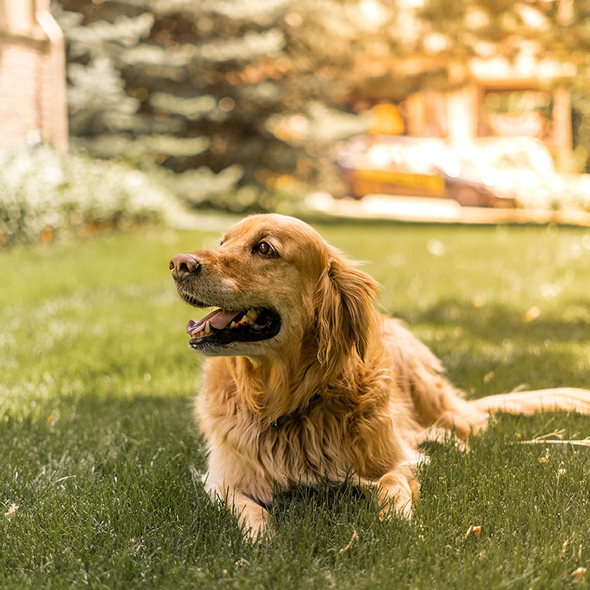 5 Dog Fence Etiquette Tips to Avoid Neighborhood Disputes
