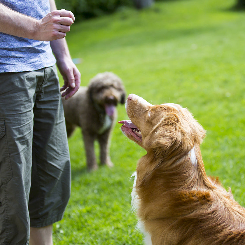 Recall Training for Off-Leash Dogs: 6 Tips for More Reliable Recall