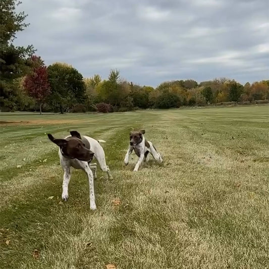 These dogs know how to live life unleashed! Congrats to these SpotOn Fence Contest Winners.