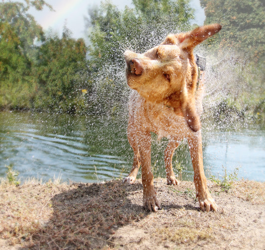 5 Canine Water Sports to Try With Your Dog