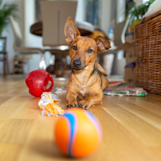 8 Indoor Games to Play With Your Dog